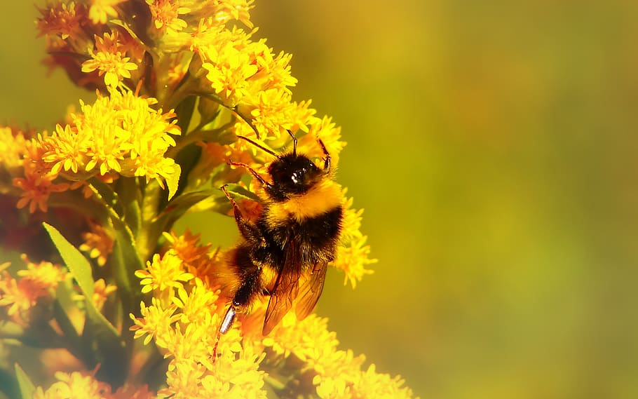Warum fliegt die Hummel?